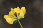 Bird's-foot trefoil